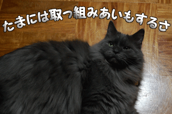 gif-6.gif