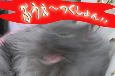 d2442825.jpeg