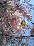 sakura