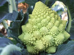 28326f53.jpg