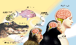 sinnak1.GIF