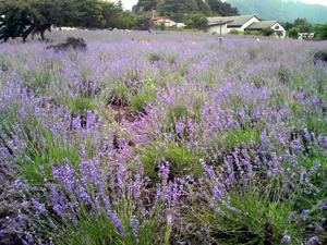 ラベンダー畑