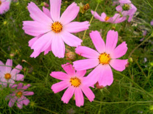 ピンクコスモス