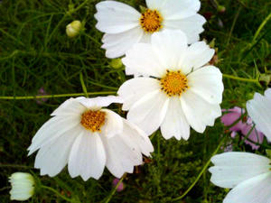 ホワイトコスモス