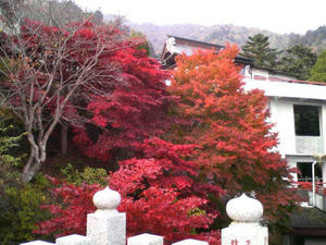 大山の紅葉