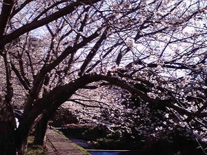 桜咲く