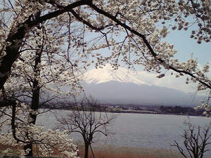 富士山と桜
