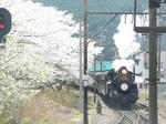 桜満開大井川鉄道