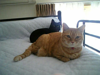 neko-086.jpg