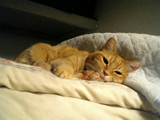 neko-099.jpg