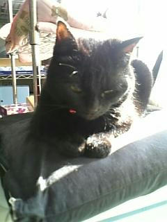 neko-215.jpg