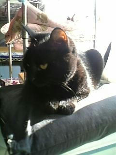 neko-216.jpg