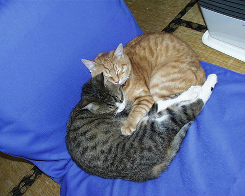 neko-217s.jpg