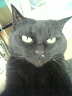 neko-220.jpg