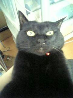 neko-221.jpg