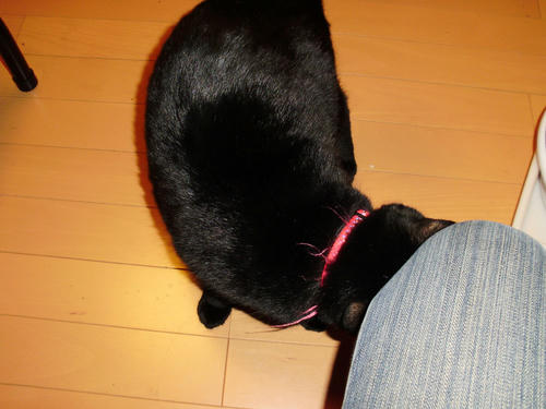 neko-223s.jpg