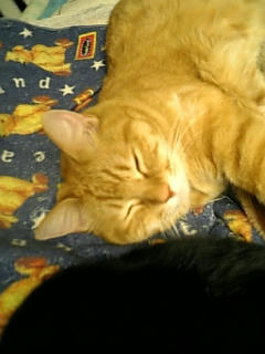 neko-170.jpg