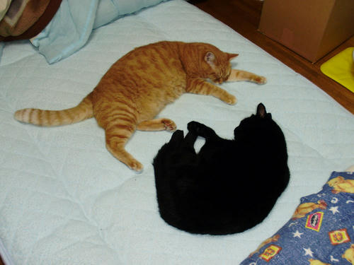 neko-168s.jpg