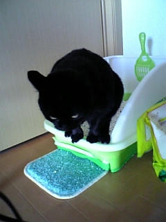 neko-089.jpg