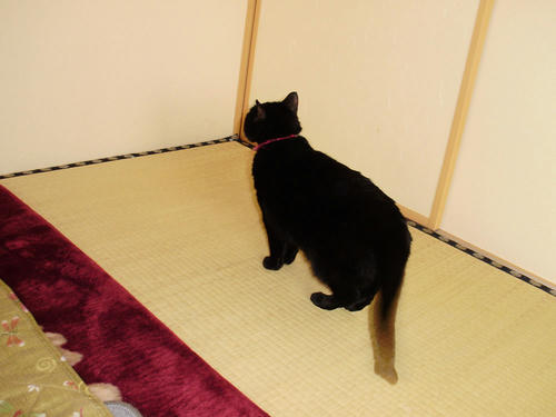 neko-237s.jpg