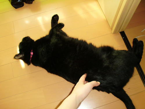 neko-238s.jpg