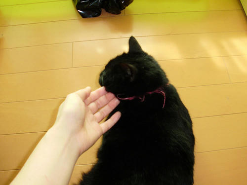 neko-239s.jpg