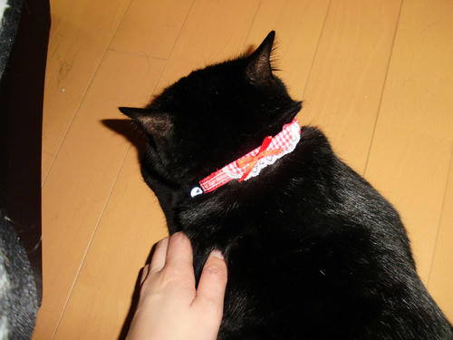 neko-242s.jpg