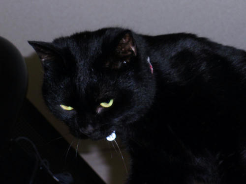 neko-241s.jpg