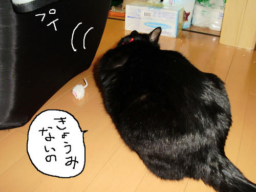 neko-243s.jpg