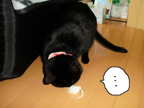 neko-244s.jpg