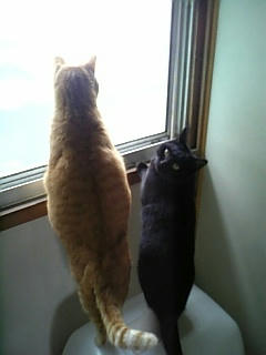 neko-001.jpg