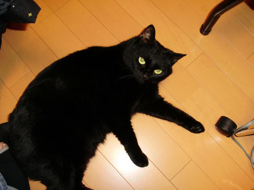neko-247s.jpg