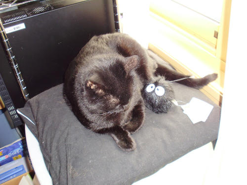 neko-248s.jpg