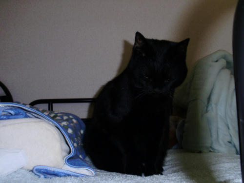neko-252s.jpg