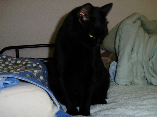 neko-253s.jpg