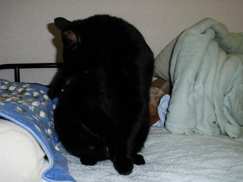 neko-254s.jpg