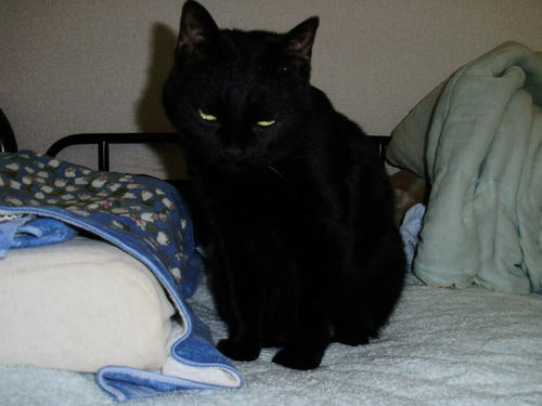 neko-255s.jpg