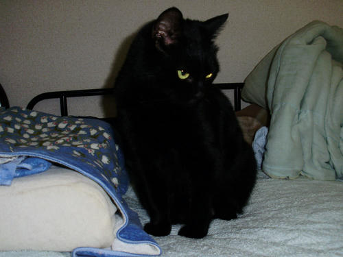 neko-256s.jpg