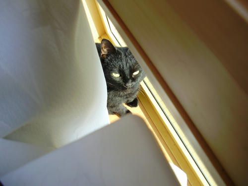 neko-258s.jpg