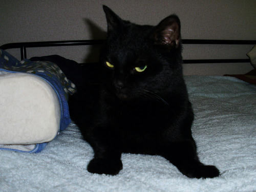 neko-264s.jpg