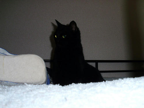 neko-266s.jpg