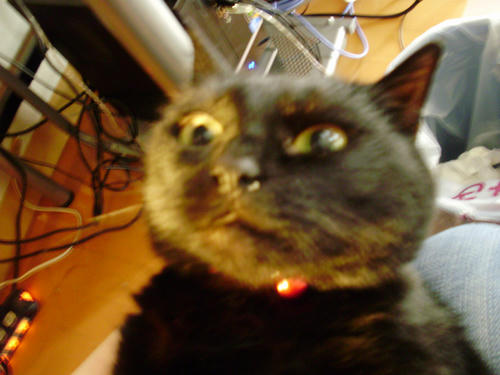 neko-268s.jpg