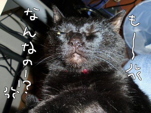 neko-267sb.jpg