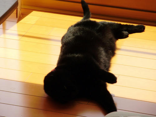 neko-270s.jpg