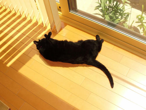 neko-273s.jpg