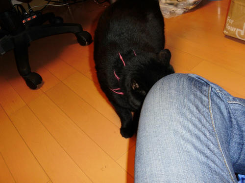 neko-275s.jpg