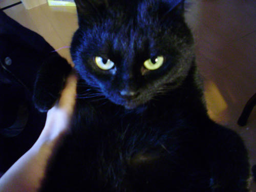 neko-276s.jpg