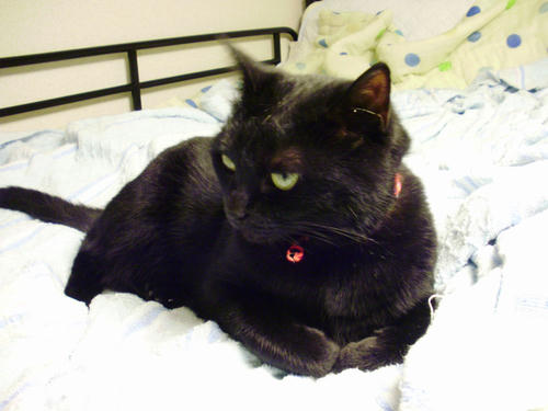 neko-281s.jpg