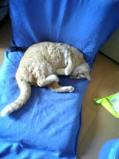 neko-071.jpg