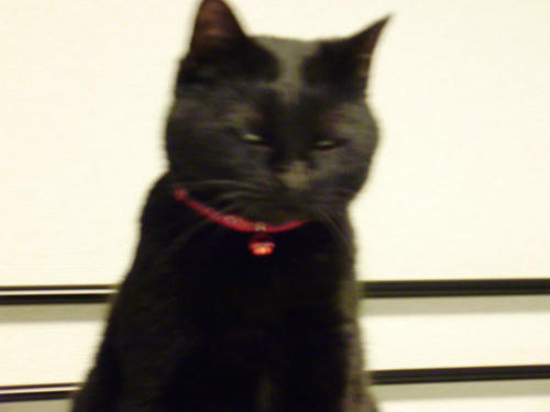 neko-283s.jpg